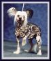 Suanho's Mohawk Chinese Crested