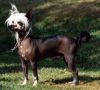 Moonswift Starwalker Chinese Crested