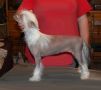 Serenity's Devil's Temptress Lives in Texas Chinese Crested