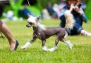Zholesk Time Is Money Chinese Crested