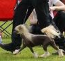 Beachcrest Invisible To X-Ray Chinese Crested