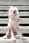 Silver Tauer Arriva Chinese Crested