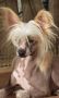 Solo Muere lo que se Olvida Falazairroo Chinese Crested