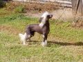 Chinois Rumour at Acacia Chinese Crested