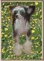 Vellar Pljus Fant Omas Chinese Crested