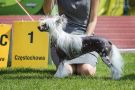 CH.PL. Liberty Winning Smile Chinese Crested