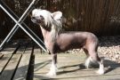 Zhannel's Mon Cherie Chinese Crested