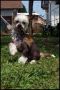 Ring rider Ultimate beauty Chinese Crested