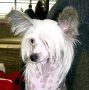 Oriental Jokes Top Model Chinese Crested