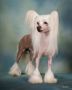 Shida Hears A Who At Wocket Chinese Crested