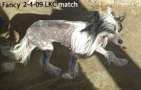Blancho's Fancy This Chinese Crested