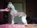 Neksus Chinese Crested