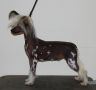 Crestyle Sophia THL Chinese Crested