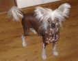 Silver Bluff Elegant Lady Chinese Crested
