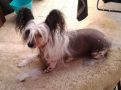 Blue Lady Sidi garden Chinese Crested