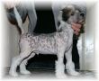 Rimabra's Top Dancer Chinese Crested