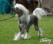 Sandfield's Daphne Demeter Chinese Crested