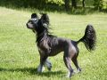 Sea Fire's Contessa Of Chutney Chinese Crested