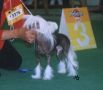 Idee Fixe Dew Chinese Crested