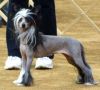 Boodylicious N'Co Chinese Crested