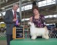 GCH Dam of Merrit Sondrarose LeatherNLace of Kylin DOM Clear/Normal Chinese Crested
