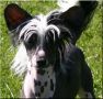 Marachinos Quality Star Chinese Crested