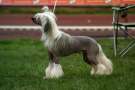 Banana Split Only Salsa Chinese Crested