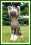 Ksolo Club Oscar Chinese Crested