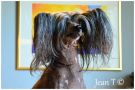 Proud Pony Cover Girl Chinese Crested