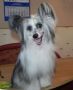 Sariolo Revda Longtemps Attendue Chinese Crested