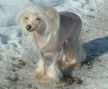 Kroog's Girl Power Chinese Crested