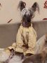 Xepsi Chinese Crested