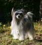 Shandor's Dancing Diva Chinese Crested