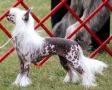 Risin Star Million Dollar Baby Chinese Crested