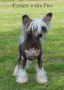Forseti's Gin Fizz Chinese Crested