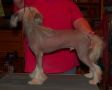 Spiritual Moved Heaven and Earth Chinese Crested