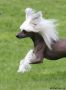 Twice as Nice Erebus Chinese Crested