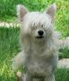 Nauset Puddle Jumper Chinese Crested