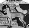 Chaparral Starlet Chinese Crested