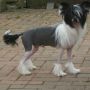 Habiba Flash For Cash Chinese Crested