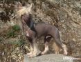 Ghostmar's Dancing On A Star Chinese Crested