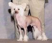 Proud Pony Observer Chinese Crested