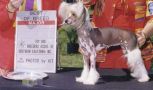 Gemstone's Leavin' You Breathless Chinese Crested