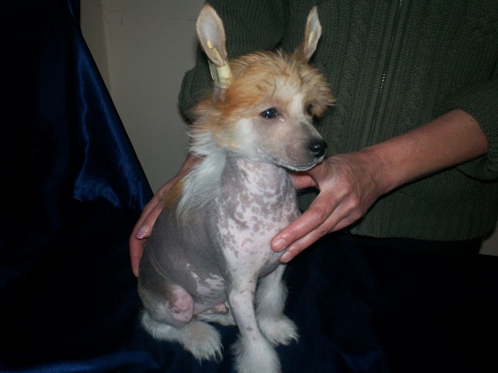 Birchvolgyi-Silly Red Hair