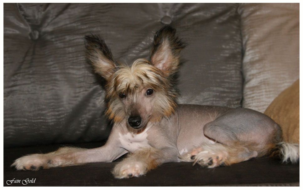 Fain Gold Paul  Reward