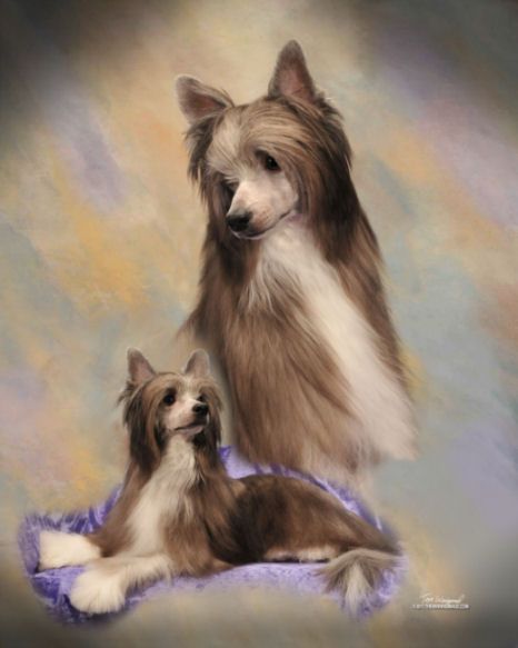 Stillmeadow Cristall Better Than Bacon