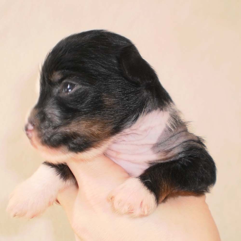 Denize'z Gizmo'z Freja