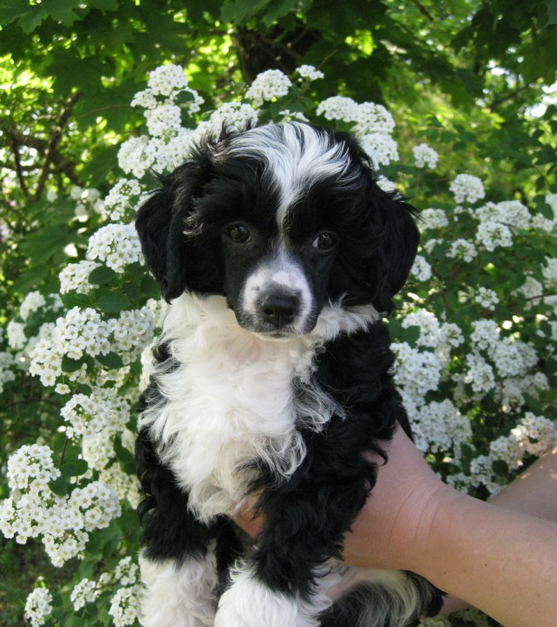 Silver Tauer  Puerto-Rican