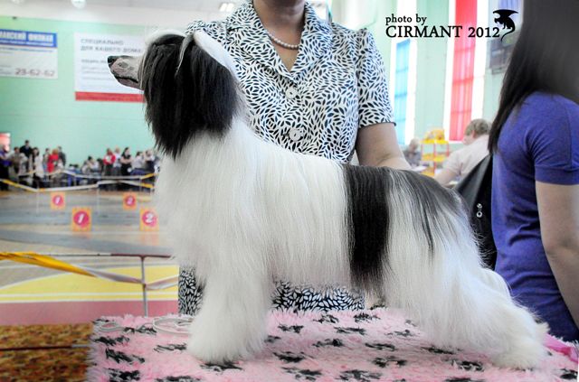 Kredo Festa Aston Martin