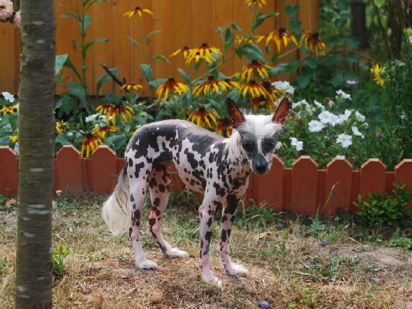 Kitayskiy Talisman Alenka